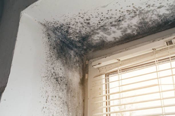 Affordable Hvac And Air Duct Mold Remediation solutions in Lebanon, IL